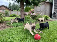 Tank, a male Pug for sale in Enumclaw, WA – 4 of 7
