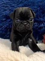 Tank, a male Pug for sale in Enumclaw, WA – 2 of 7