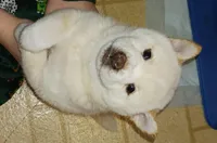 Bear, a female Shiba Inu for sale in Buffalo, NY – Photo 2 of 10