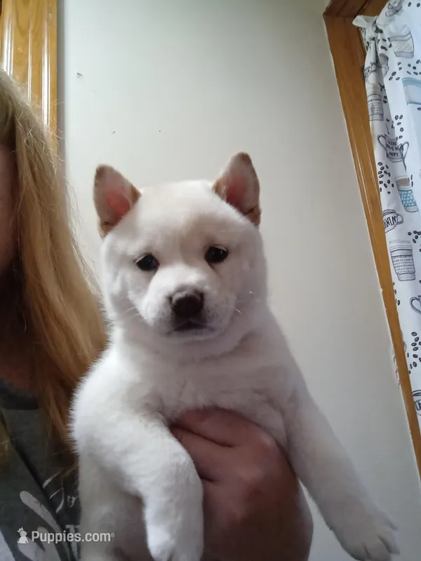 Bear – Shiba Inu puppy for sale in Buffalo, NY