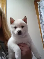 Bear, a female Shiba Inu for sale in Buffalo, NY – Photo 1 of 10