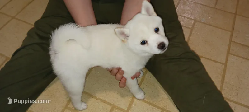 ET – Shiba Inu puppy for sale in Buffalo, NY