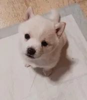 ET, a female Shiba Inu for sale in Buffalo, NY – Photo 3 of 9