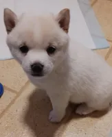 ET, a female Shiba Inu for sale in Buffalo, NY – Photo 4 of 9