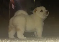 Teddy, a male Shiba Inu for sale in Buffalo, NY – Photo 4 of 10