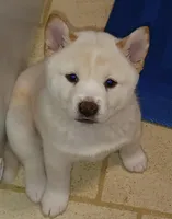 Teddy, a male Shiba Inu for sale in Buffalo, NY – Photo 3 of 10