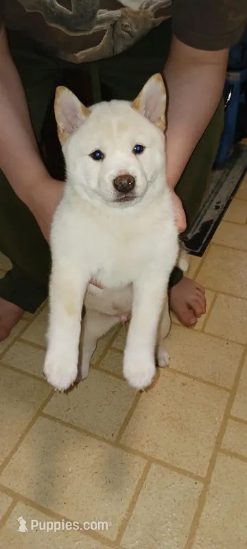 Teddy – Shiba Inu puppy for sale in Buffalo, NY