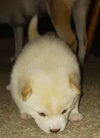 Teddy, a male Shiba Inu for sale in Buffalo, NY – Photo 5 of 10