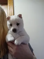 Dot, a female Shiba Inu for sale in Buffalo, NY – Photo 5 of 8