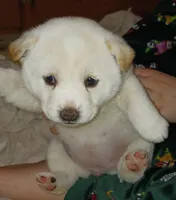 Dot, a female Shiba Inu for sale in Buffalo, NY – Photo 3 of 8