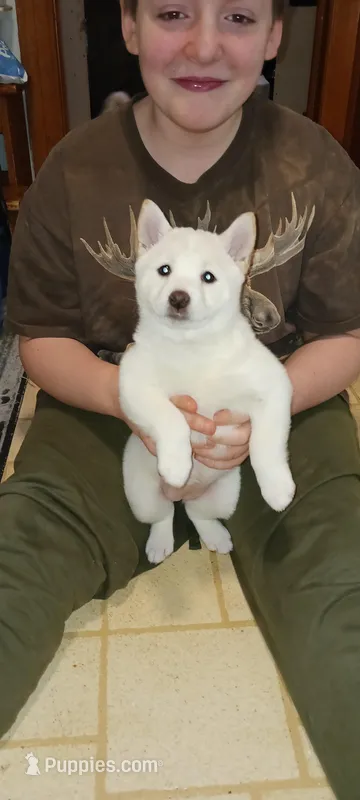 Dot – Shiba Inu puppy for sale in Buffalo, NY