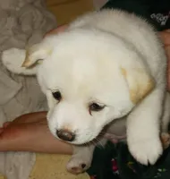 Dot, a female Shiba Inu for sale in Buffalo, NY – Photo 4 of 8