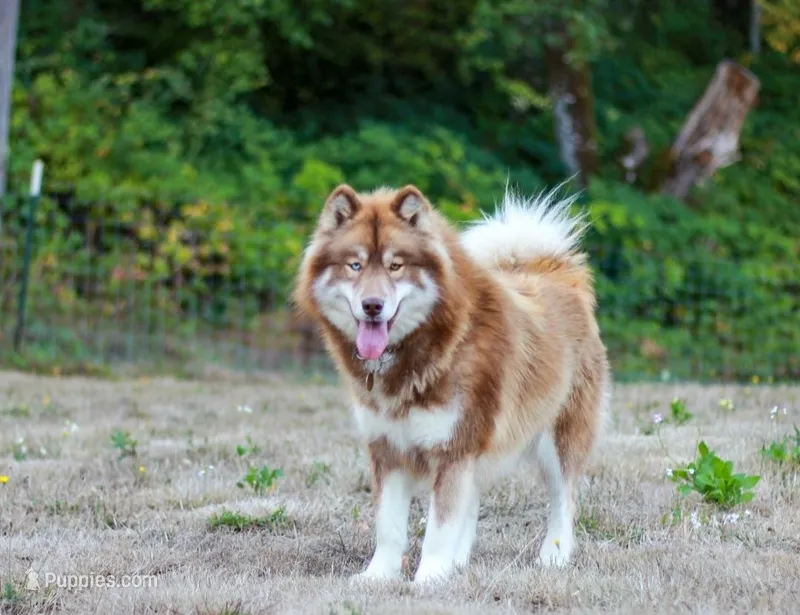 Heidi AKC – Siberian Husky puppy for sale in Gig Harbor, WA