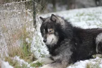 Tremor AKC, a male Siberian Husky for sale in Gig Harbor, WA – 2 of 3