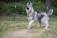 Agouti male AKC, a male Siberian Husky for sale in Gig Harbor, WA – 1 of 2