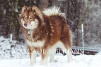 Heidi rose, a female Siberian Husky for sale in Gig Harbor, WA – 3 of 3