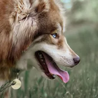 Heidi rose, a female Siberian Husky for sale in Gig Harbor, WA – 1 of 3