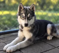 Cricket AKC, a female Siberian Husky for sale in Gig Harbor, WA – 2 of 2