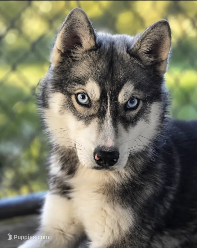 Cricket AKC – Siberian Husky puppy for sale in Gig Harbor, WA