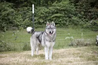 Agouti male AKC, a male Siberian Husky for sale in Gig Harbor, WA – 2 of 2