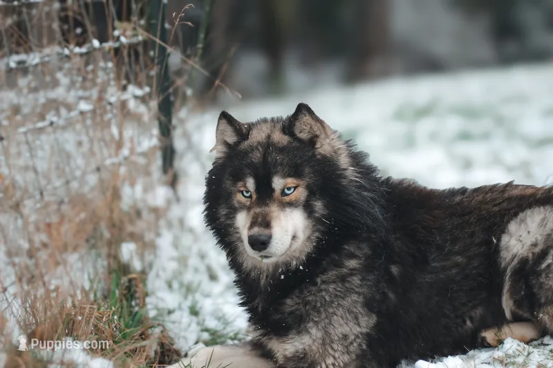 Tremor AKC – Siberian Husky puppy for sale in Gig Harbor, WA