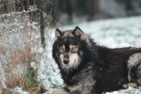 Tremor AKC, a male Siberian Husky for sale in Gig Harbor, WA – 3 of 3