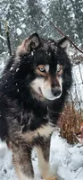 Tremor AKC, a male Siberian Husky for sale in Gig Harbor, WA – 1 of 3