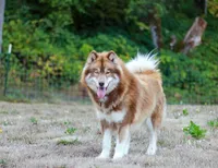 Heidi rose, a female Siberian Husky for sale in Gig Harbor, WA – 2 of 3