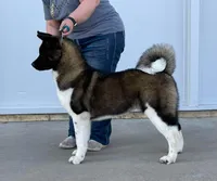 Lilo, a female Akita for sale in Tulsa, OK – Photo 4 of 4