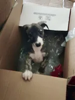 Luke, a male Whippet for sale in Tulsa, OK – Photo 2 of 3