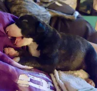 Luke, a male Whippet for sale in Tulsa, OK – Photo 3 of 3