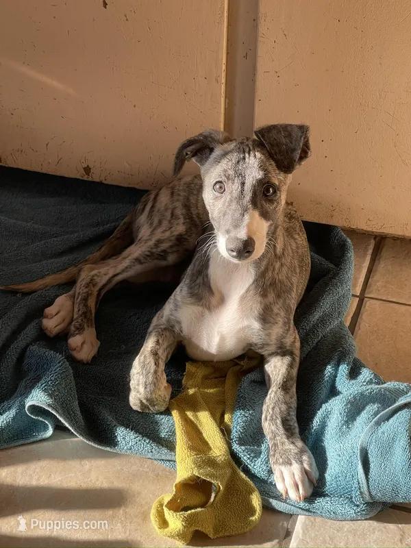 Luke – Whippet puppy for sale in Tulsa, OK