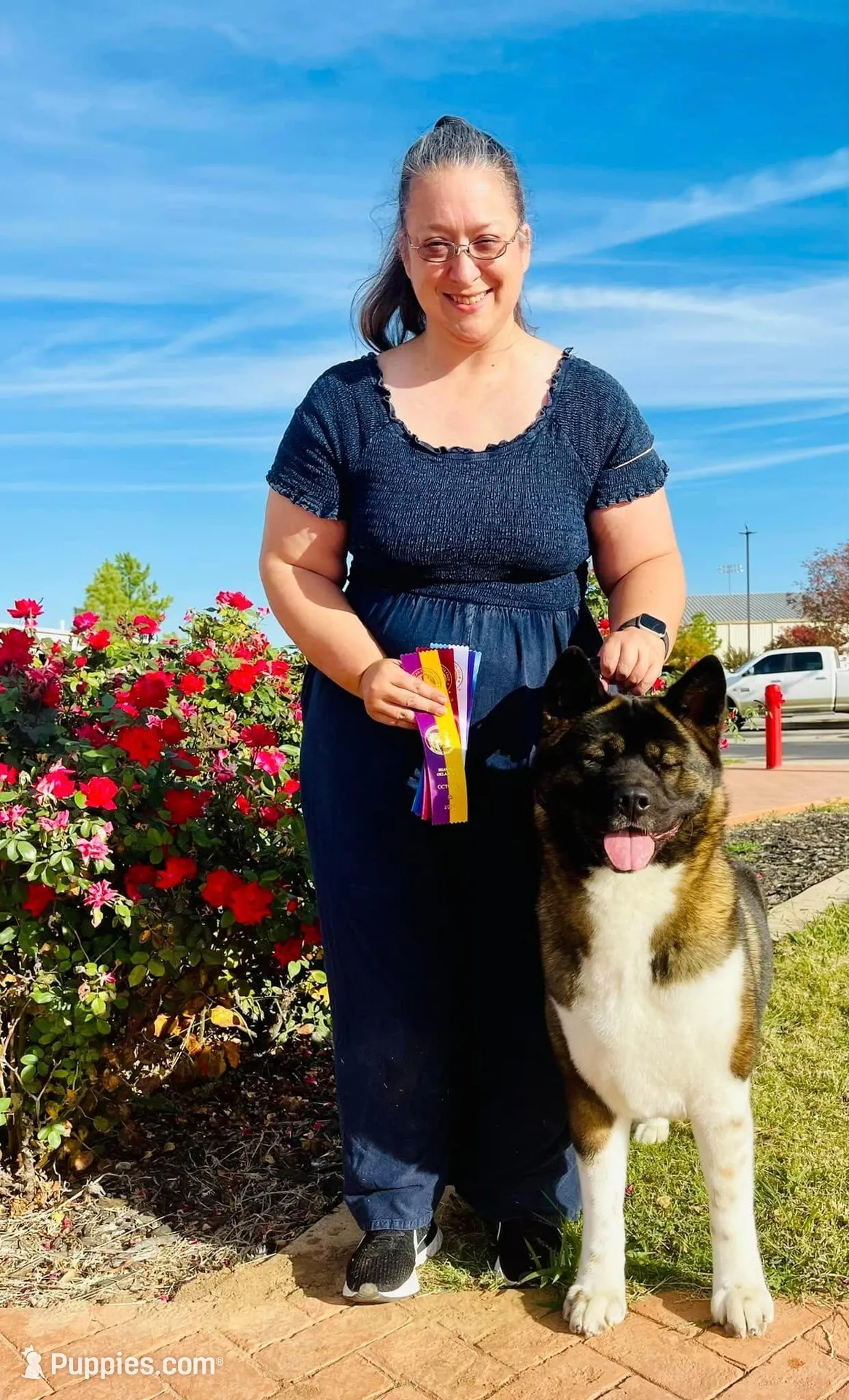 Lilo, a female Akita for sale in Tulsa, OK – Photo 3 of 4