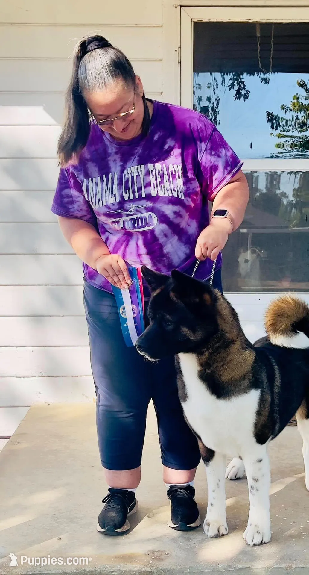 Lilo, a female Akita for sale in Tulsa, OK – Photo 2 of 4