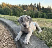 Merle Male Ice Blue Collar, a male Great Dane for sale in Portland, OR – 4 of 5