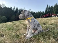 Merle Female Yellow Collar, a female Great Dane for sale in Portland, OR – 2 of 5