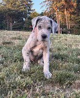 Merle Female Orange Collar, a female Great Dane for sale in Portland, OR – 4 of 4
