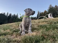 Merle Male Green Collar, a male Great Dane for sale in Portland, OR – 5 of 5