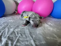 Merle Female Yellow Collar, a female Great Dane for sale in Portland, OR – 3 of 5