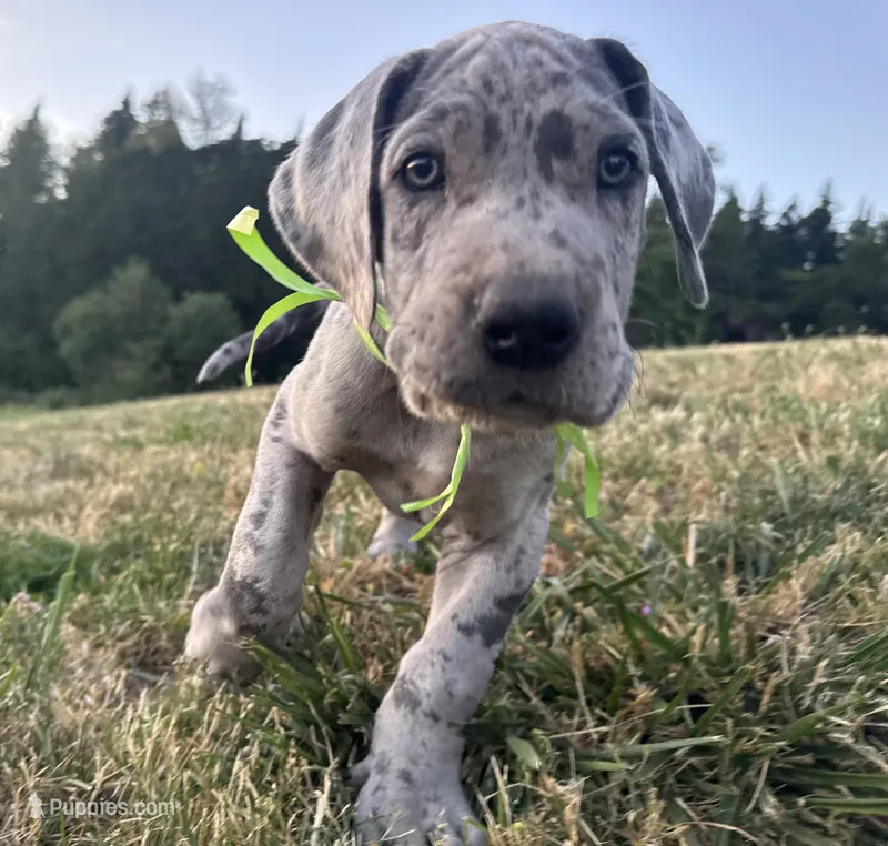 Merle Male Green Collar – Great Dane puppy for sale in Portland, OR
