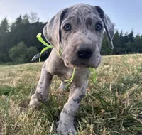 Merle Male Green Collar, a male Great Dane for sale in Portland, OR – 1 of 5