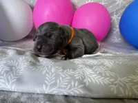 Blue Female Orange Collar, a female Great Dane for sale in Portland, OR – 3 of 7