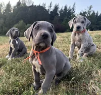 Blue Female Orange Collar, a female Great Dane for sale in Portland, OR – 2 of 7