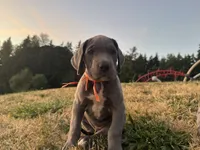 Blue Female Orange Collar, a female Great Dane for sale in Portland, OR – 7 of 7