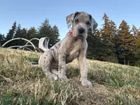 Merle Female Orange Collar, a female Great Dane for sale in Portland, OR – 2 of 4