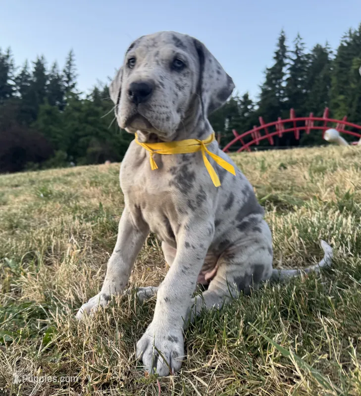 Merle Female Yellow Collar – Great Dane puppy for sale in Portland, OR