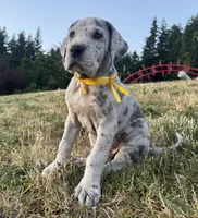 Merle Female Yellow Collar, a female Great Dane for sale in Portland, OR – 1 of 5