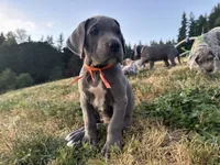 Blue Female Orange Collar, a female Great Dane for sale in Portland, OR – 5 of 7
