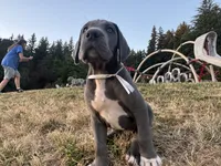 Blue Female White Collar, a male Great Dane for sale in Portland, OR – 5 of 8