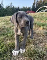 Blue Female White Collar, a male Great Dane for sale in Portland, OR – 2 of 8